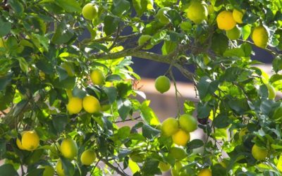 Quels sont les bienfaits du citron sur l’organisme et plus particulièrement dans la perte de poids ?